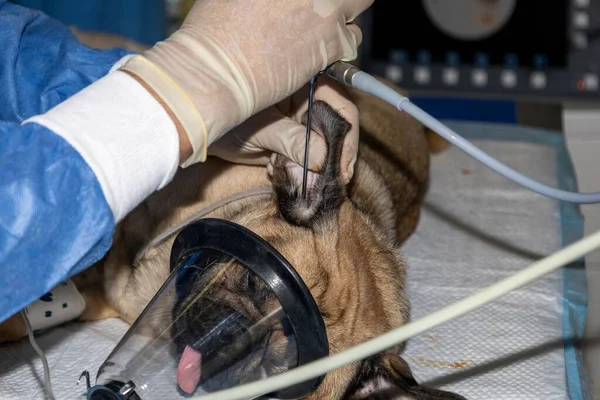 Ein Erfahrener Tierarzt Mit Endoskop Mops Ohr Für Anomalien Beobachten — Stockfoto