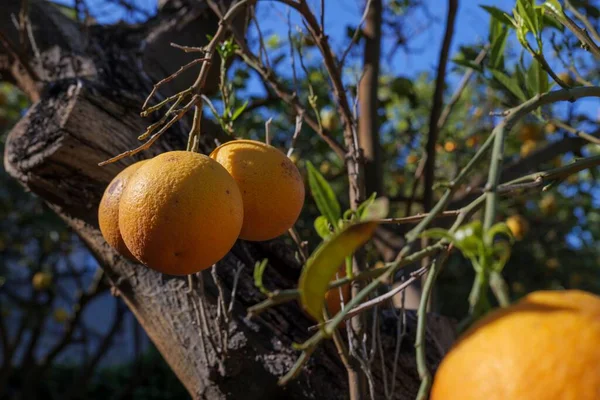 スペインの青い空に対してレモンの木からぶら下がっオレンジの閉鎖 — ストック写真