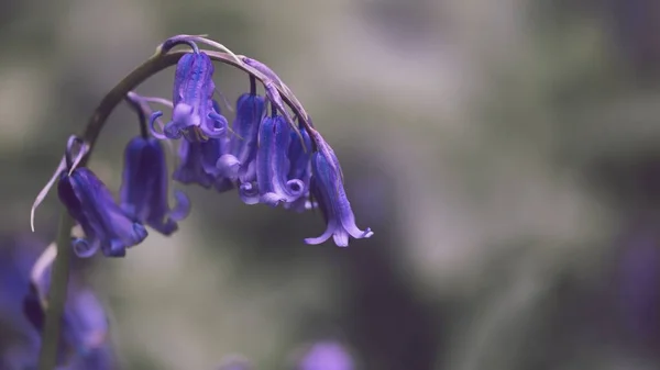 Bahçede Mor Bir Çan Çiçeği — Stok fotoğraf