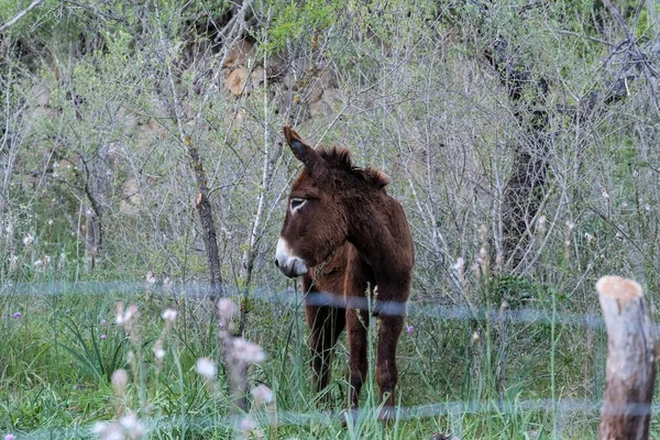 Ein Brauner Esel Mit Weißer Schnauze Weidet Auf Grünem Gras — Stockfoto