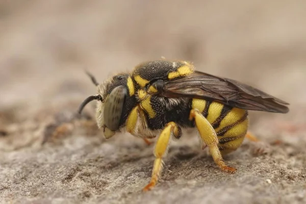 Primo Piano Maschio Isolato Dell Ape Gialla Piccola Resina Rotonda — Foto Stock