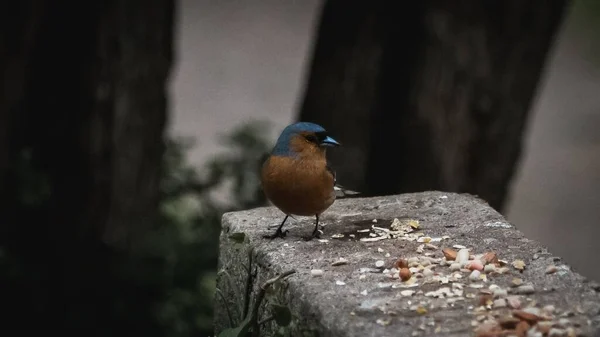 一只扎兰卡鸟栖息在砖头上 — 图库照片