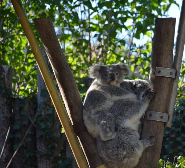 Una Bella Foto Koalas Seduti Insieme Palo Legno Contro Alberi — Foto Stock