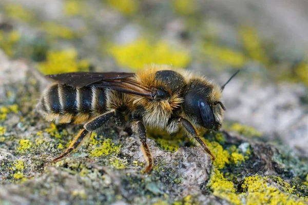 Nadir Bulunan Tridentate Small Mason Arısı Hoplitis Tridentata Nın Mavi — Stok fotoğraf