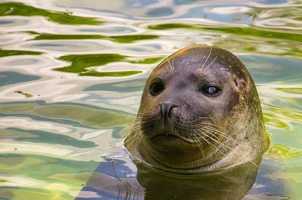 Close Cabeça Selo Mar Zoológico Berlim Alemanha — Fotografia de Stock