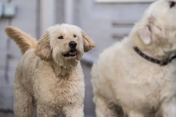 Golden Doodle Cheeky Golden Retriever Получает Удовольствие Портрет — стоковое фото