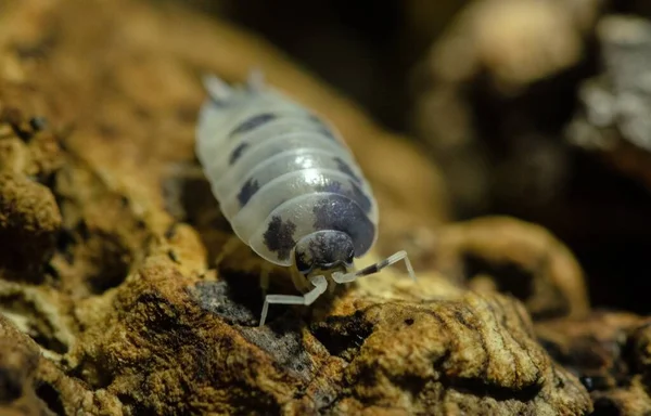 Primo Piano Insetto Scrofa Terrestre — Foto Stock