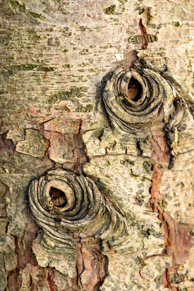 Ein Detail Einer Alten Baumrinde — Stockfoto