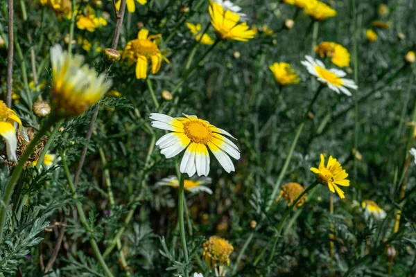 花园里一朵黄白色的洋甘菊花 — 图库照片