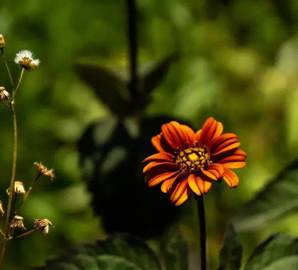 Közelkép Egy Narancsvirág Virágzásáról Kertben — Stock Fotó