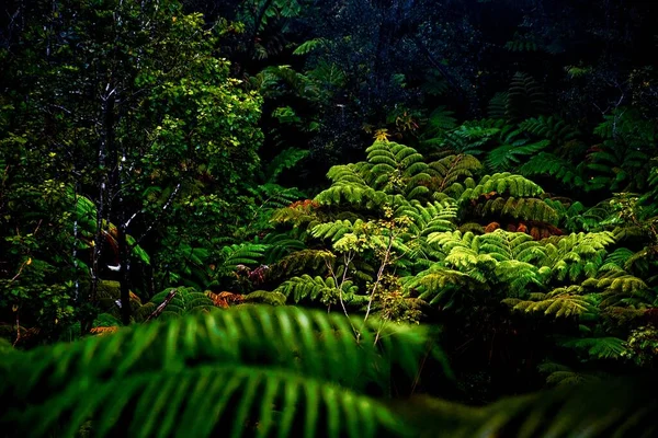 Uma Samambaia Floresta Escura — Fotografia de Stock