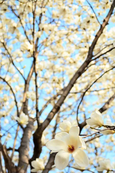 Tiro Ángulo Bajo Flores Blancas Magnolia Flor — Foto de Stock