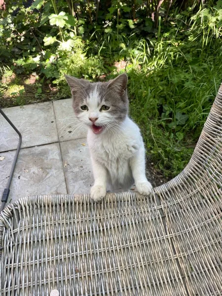 Bahçede Sandalyeye Yaslanmış Şirin Bir Kedi Yavrusunun Dikey Çekimi — Stok fotoğraf