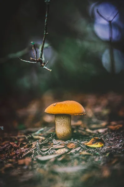 森の中で育った若いポルチーニのキノコ — ストック写真