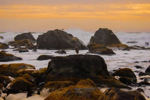 Beautiful Shot Stones Beach Birds Waves Orange Sky — Stock Photo, Image