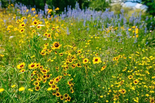 Крупный План Красивых Цветов Цветущих Поле Летом — стоковое фото