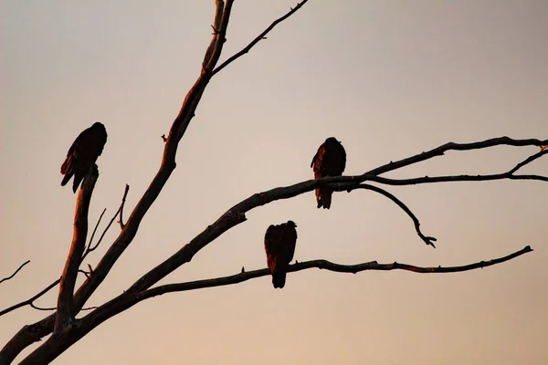 空に向かって木の枝に座っている3羽の鳥のシルエット — ストック写真