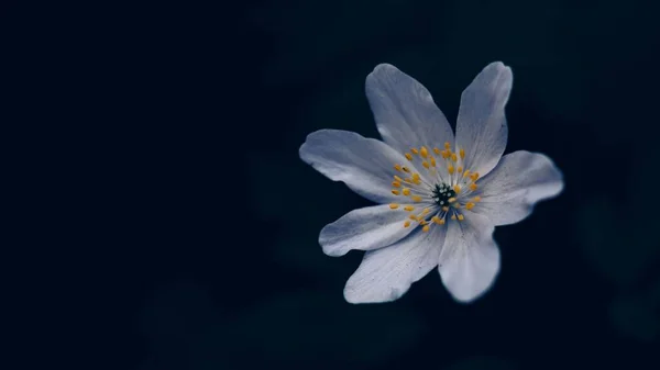 Une Fleur Anémone Blanche Dans Jardin — Photo