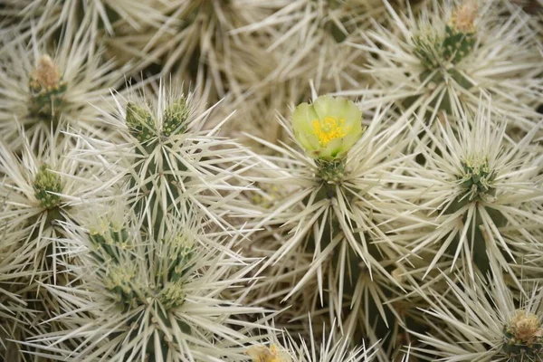 Närbild Bild Gröna Taggiga Kaktusar Med Blommor Dagsljus — Stockfoto