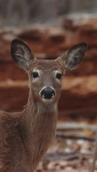 Beautiful Shot White Tailed Deer — Stock Photo, Image