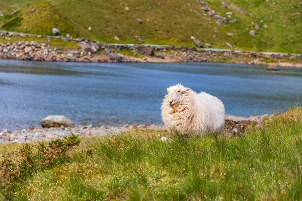 Een Schilderachtig Uitzicht Een Klein Pluizig Schaap Snowdon Berg Wales — Stockfoto