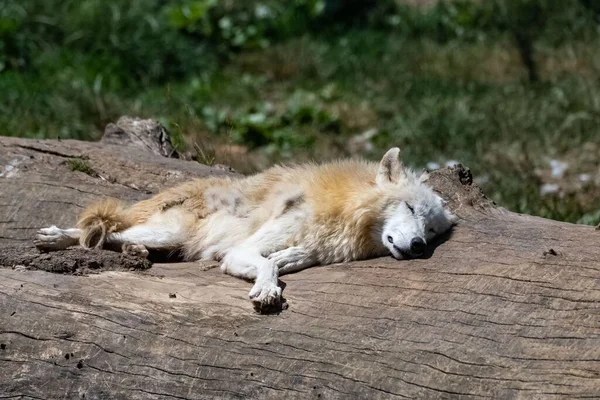 White Wolf Adult Male Sleeping Tree Trunk — Stok fotoğraf