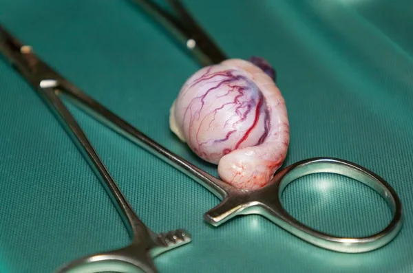 Single Removed Canine Testicle Medical Tray Castration Sterilization Surgery Pug — Fotografia de Stock