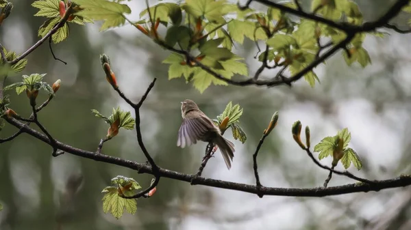 Great Tit Bird Perching Twig — Stockfoto