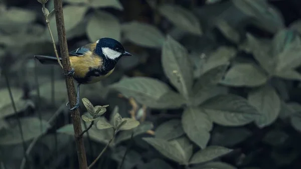 Great Tit Bird Perching Twig — Φωτογραφία Αρχείου