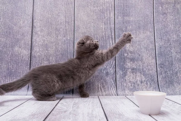 Domestic Playful Scottish Fold Kitten Stands Wooden Surface Table Stretches — Stock Photo, Image