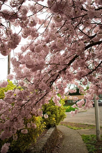 树上一朵粉红花朵的垂直拍 — 图库照片