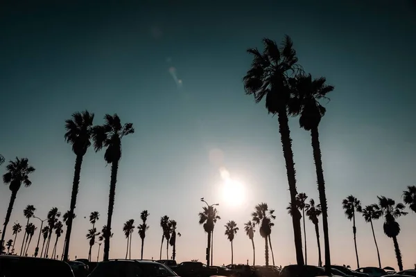 日落时美丽的棕榈树的低角度景观 — 图库照片