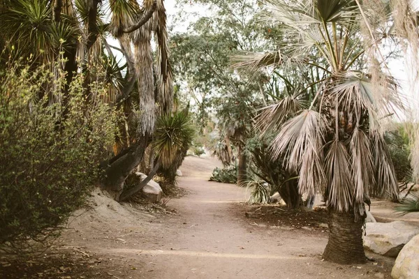 Een Palm Boom Cactussen Woestijn Tuin — Stockfoto