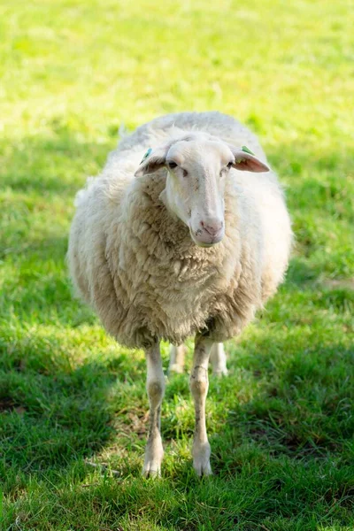 Pionowe Ujęcie Słodkiej Owcy Polu — Zdjęcie stockowe