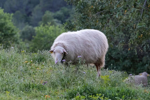 Kırsalda Yeşil Bir Çayırda Otlayan Bir Koyunun Manzarası — Stok fotoğraf