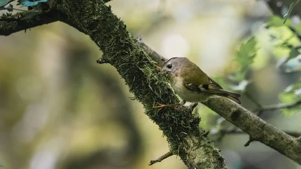 Great Tit Bird Perching Twig — Photo