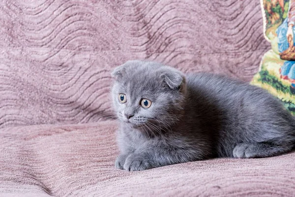 Home Playful Scottish Fold Kitten Lies Brown Surface Sofa Prepare — Stock Photo, Image