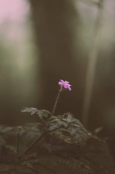 庭のピンクの花 — ストック写真