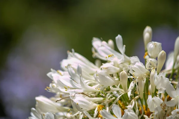 Fiore Bianco Agapanto Nel Giardino — Foto Stock