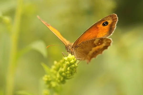 Låg Vinkel Närbild Orange Gatekeeper Fjäril Pyronia Tithonus Sitter Med — Stockfoto