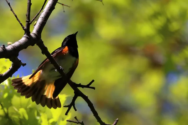 Beau Plan Redstart Américain — Photo