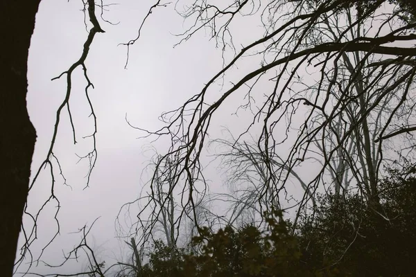 Een Griezelige Zwarte Boom Takken Met Mist — Stockfoto