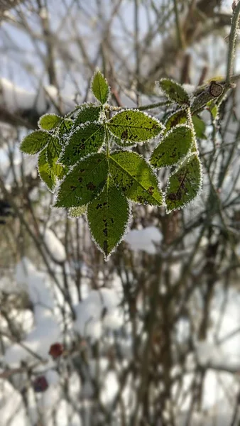 Tiro Vertical Folhas Verdes Cobertas Neve Inverno — Fotografia de Stock