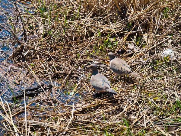 Primer Plano Par Palomas Marrones Orilla Lago — Foto de Stock