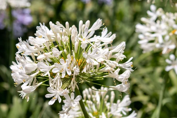 White Agapanthus Flower Garden — Stock Photo, Image