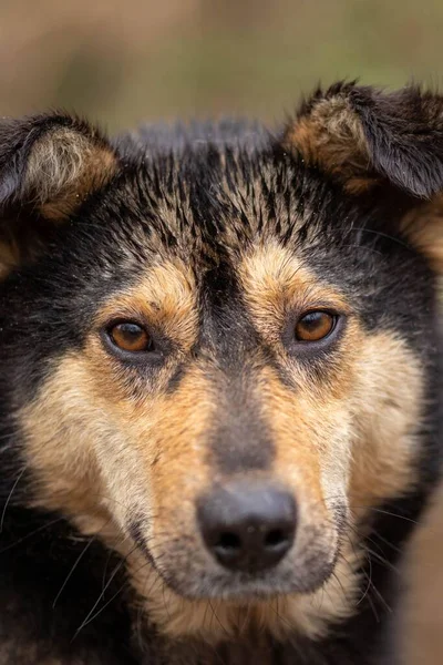 Vertical Closeup Adorable German Sheppweiler Face Looking Camera — Stock Photo, Image