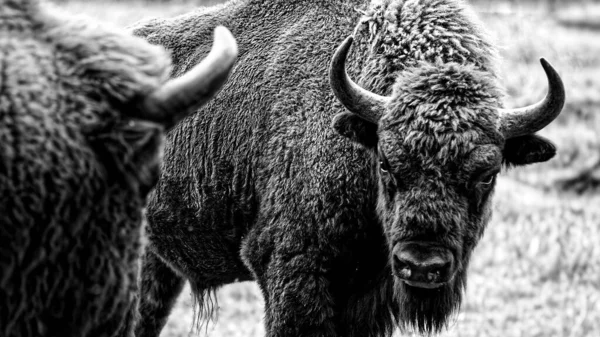 European Bison Bulls Facing Each Other — Stock Photo, Image