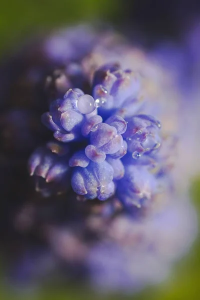 Banda Niebiesko Lawendowych Kwiatów Kwitnących Ogrodzie — Zdjęcie stockowe
