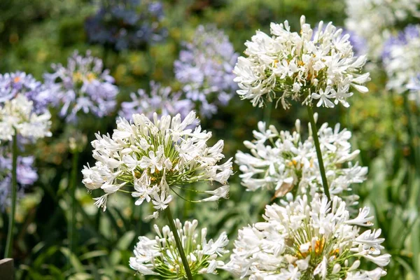 Белый Цветок Агапантуса Саду — стоковое фото