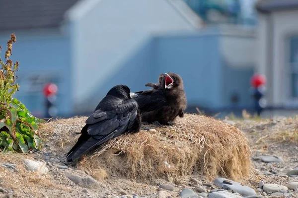 Chick Rook Corvus Frugilegus Demands Fed Its Parent Nest Public — Stock Photo, Image